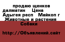 продаю щенков далматин  › Цена ­ 2 500 - Адыгея респ., Майкоп г. Животные и растения » Собаки   